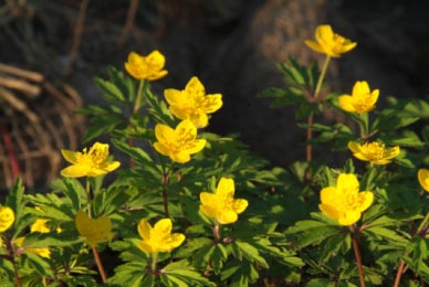 Anemone ranunculoidesGele anemoon bestellen